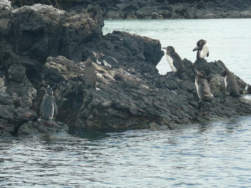 Die Pinguine sonnen sich 