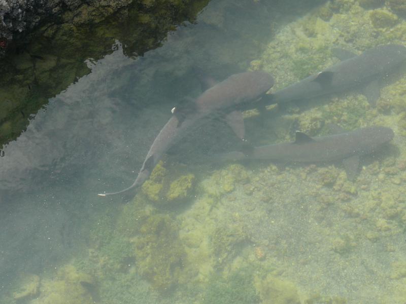 White Tip Sharks 