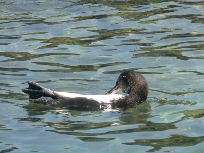 Pinguin im Rückenschwumm 