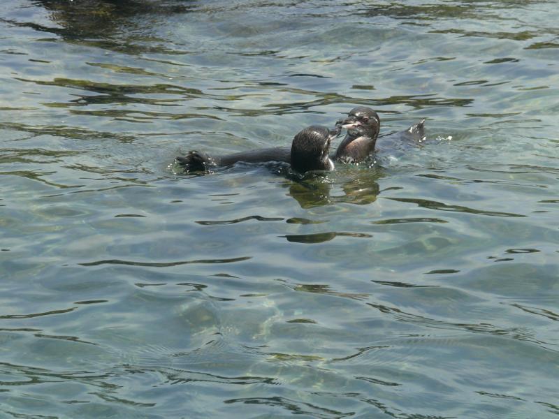 Flirtende Pinguine 