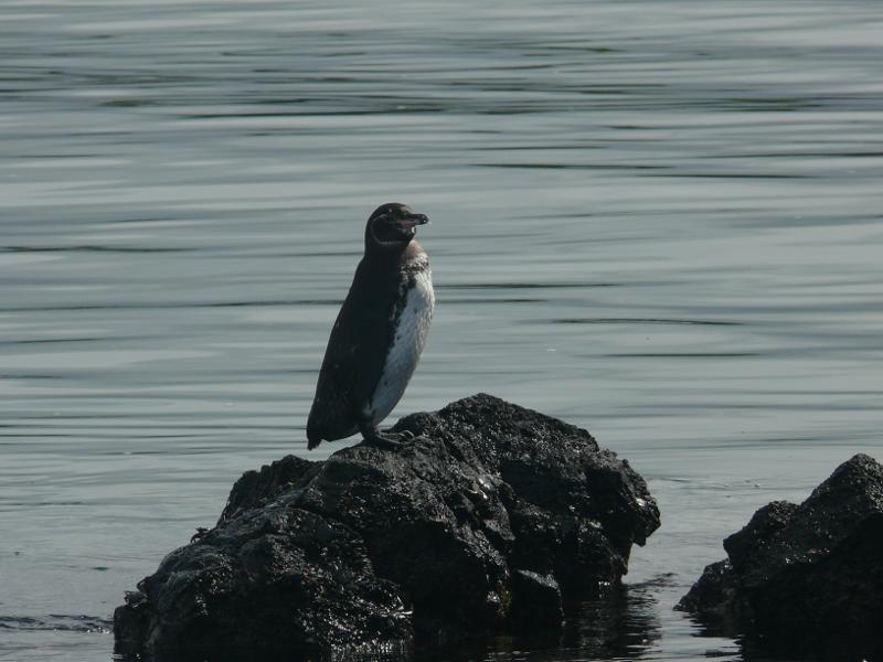 Pinguin in Los Tuneles 