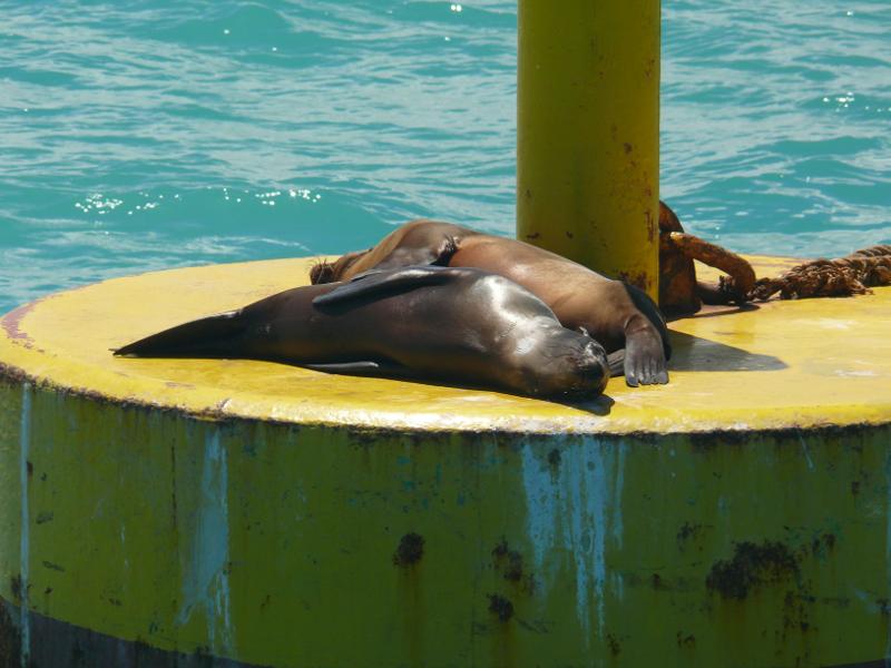 Abschied von den Seehunden, Isla Isabela 