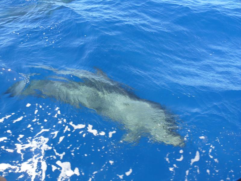 Besuch von Delfinen 
