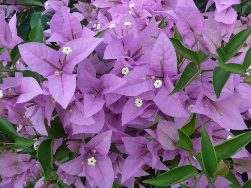 Bougainvillea, Atuona, Hiva Oa  