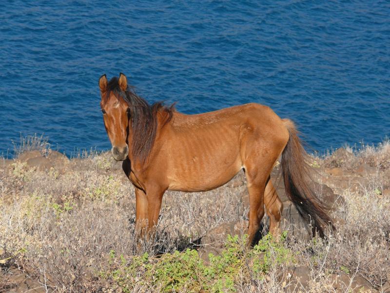 Wildes Pferd – mein Favorit 