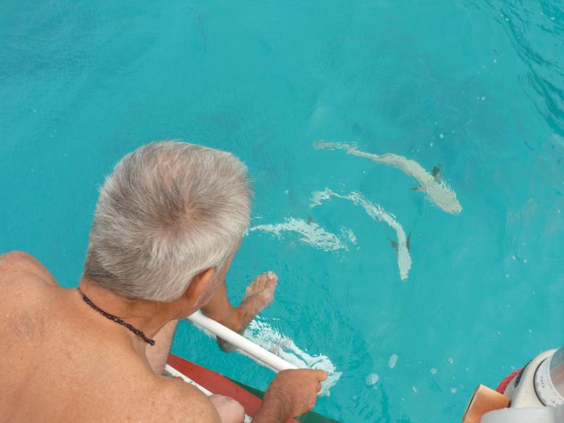 Neugierige Fische 
