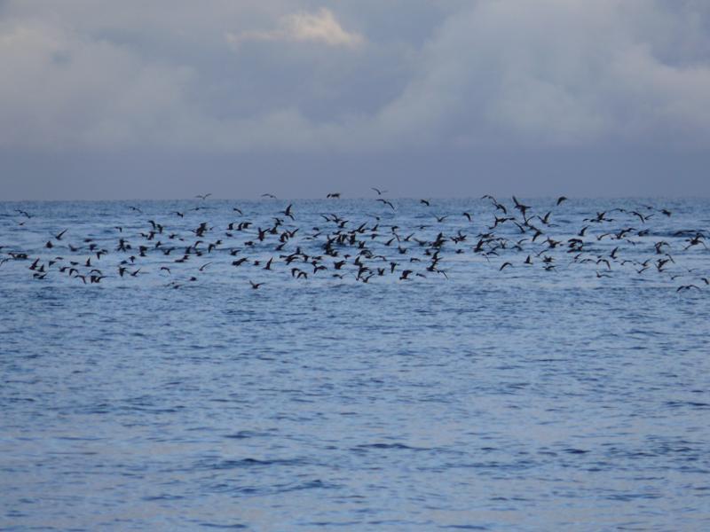 Vögel am Fischen ausserhalb des Passes 