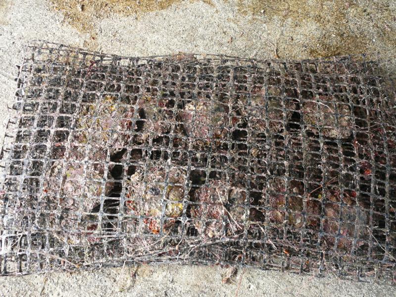 Muscheln vor der Reinigung 