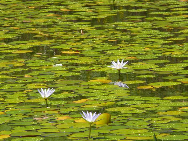 Seerosenteich am Ausblickspunkt 