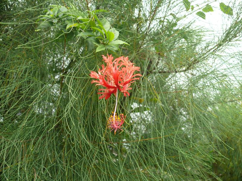 Hibiskusblüte 