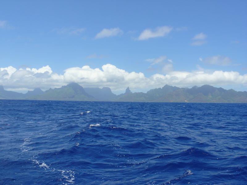 Moorea ade  