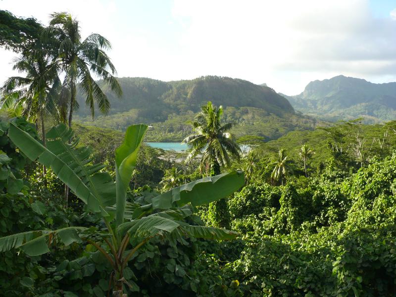 Blumentopfhuahine 