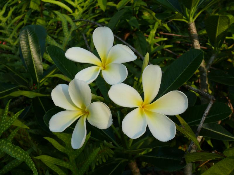 Tiare – die Nationalblume von Französisch Polynesien 