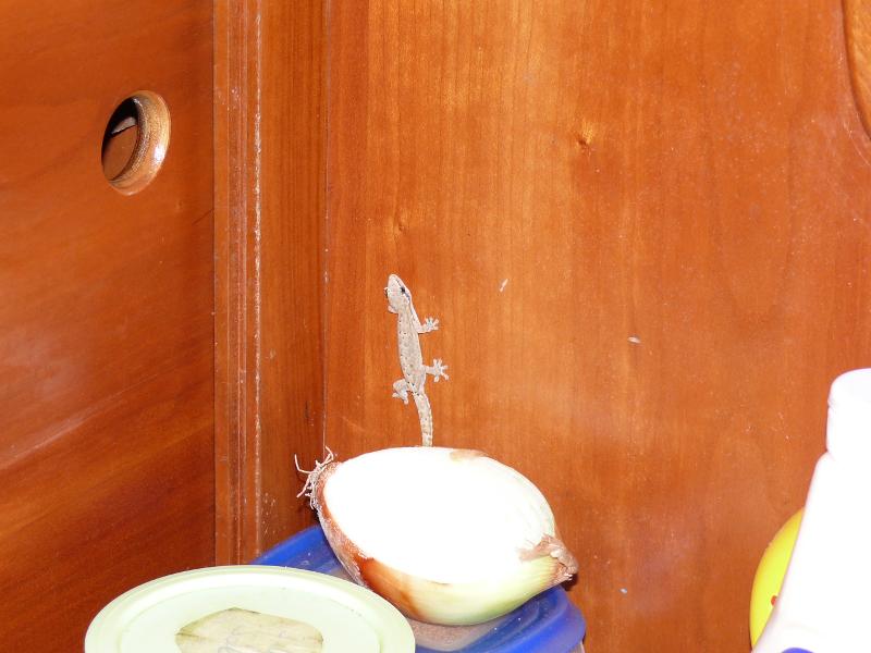 Hausgecko in der Schiffsküche 