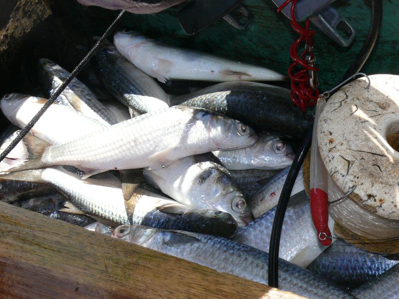 Zwei von diesen Fischen haben wir gegessen 