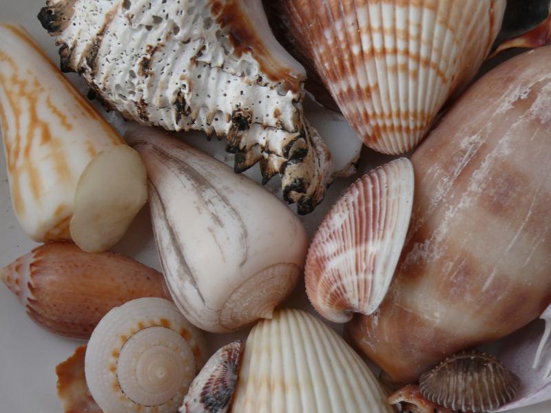 Strandschätze aufgelesen beim Warten auf die Flut 