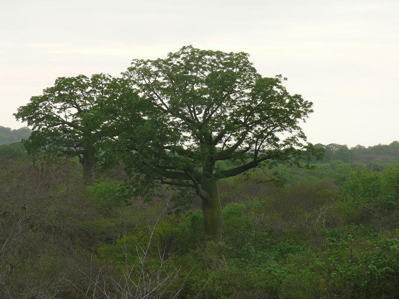 Kapokbäume auf dem Weg nach Manta 