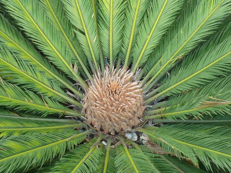 Palmherz 