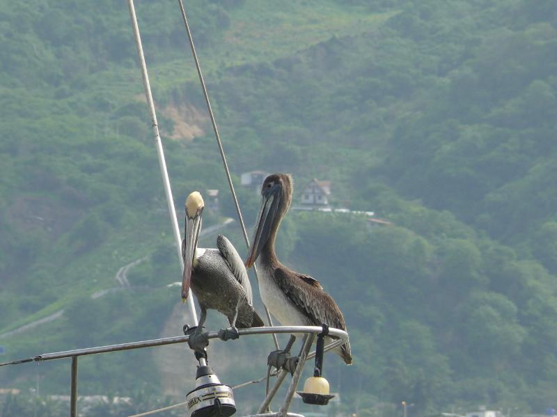 Pelikane, unsere Lieblingsvögel 