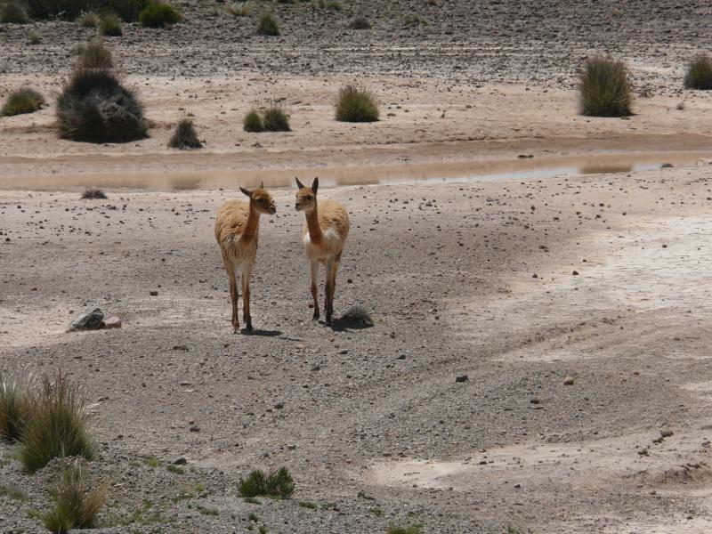 Zwei bezaubernde Vicuñas auf der Fahrt zum Colca Canon 