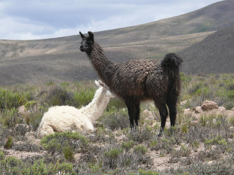 Lamas 