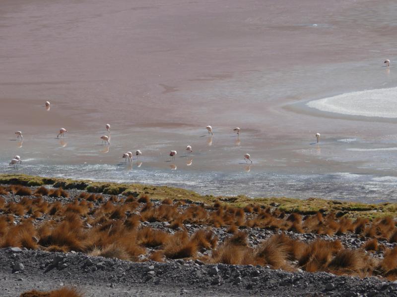 Laguna Colorada, Uyuni 