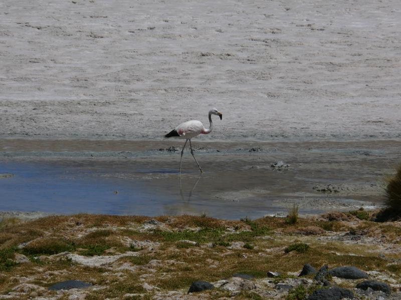 Stolzer Flamingo, Uyuni 