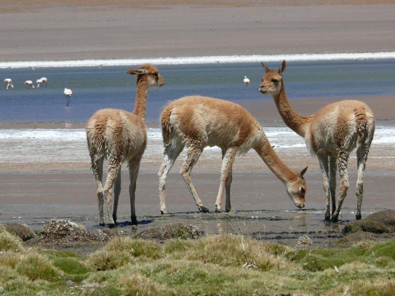 Vicuñas, von uns heissgeliebt 