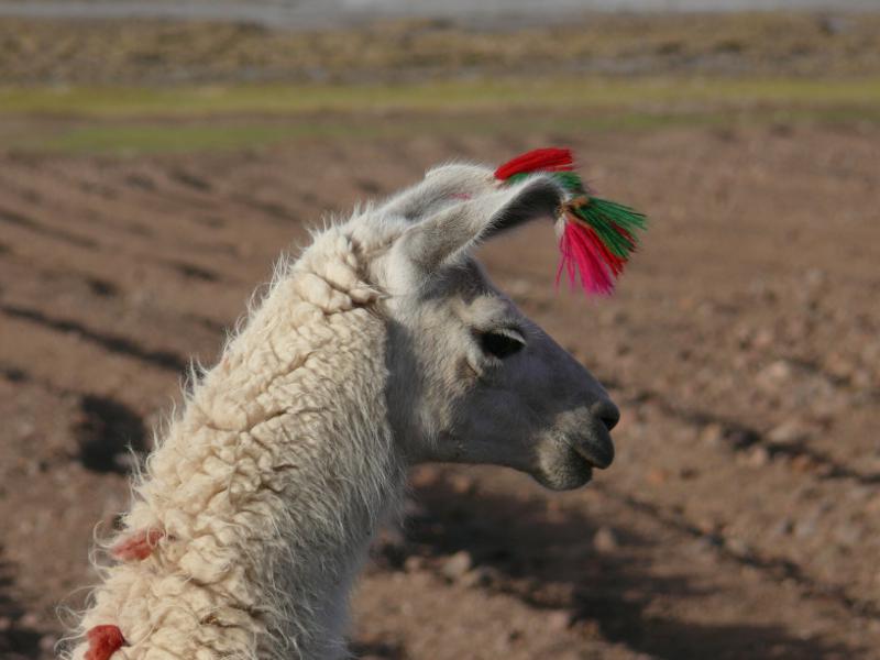 Charmantes Lama mit Zötteli in den Ohren 
