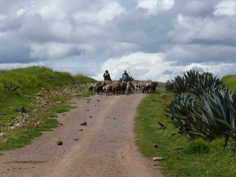 Schafhirten mit Herde auf dem Weg zur Weide 
