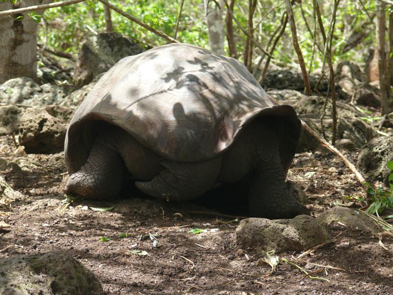 Schildkröte von hinten auf San Cristóbal, La Galapaguera 