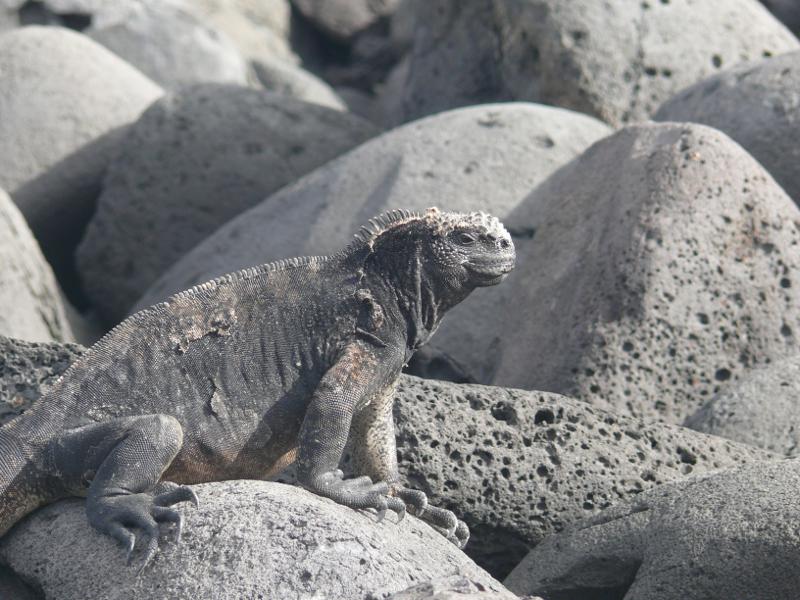 Meeresiguana, Lobería 