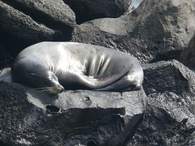 Gemütliches Liegen in Puerto Baquerizo Moreno 