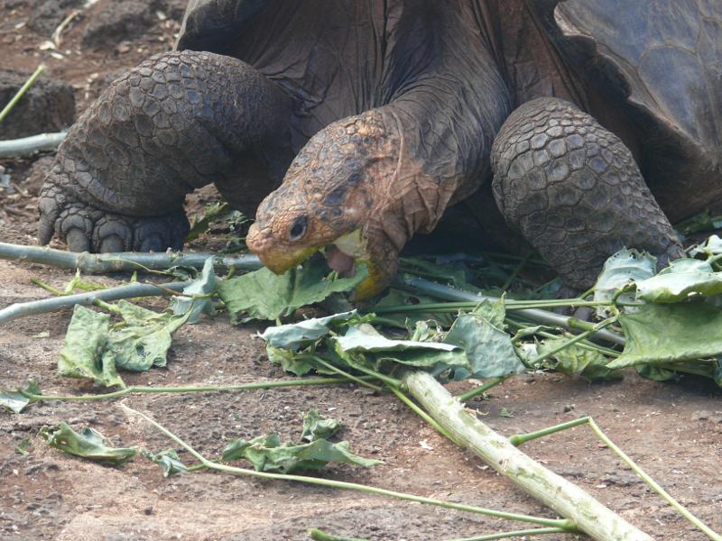 Hungrige Riesenschildkröte, Charles Darwin Center 