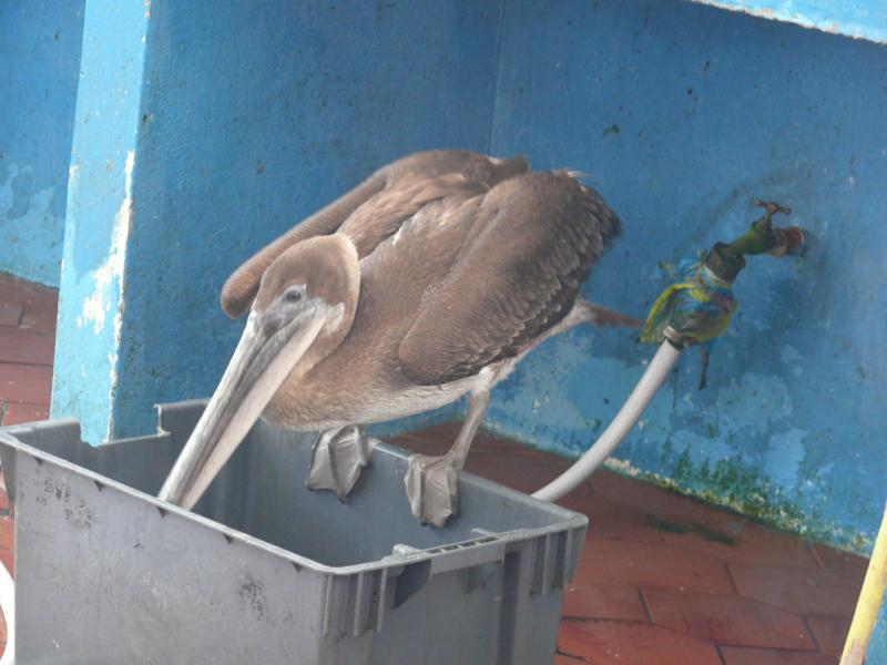 Wartet auf Abfall des Fischverkäufers auf Santa Cruz 