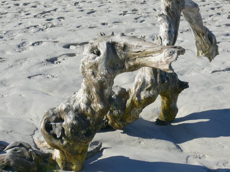 Selbst das Schwemmholz hat Tierform, Bahía Tortuga 