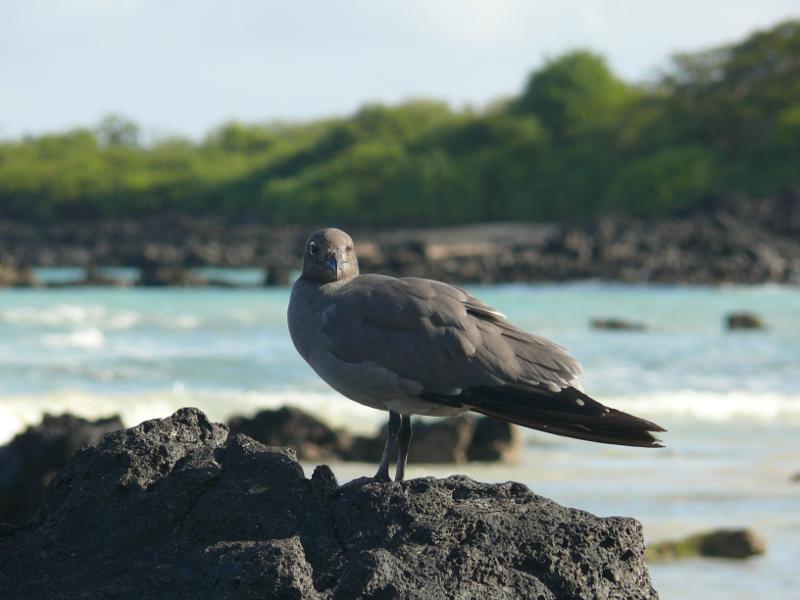 Lavamöwe, Bahía Garrapatera 
