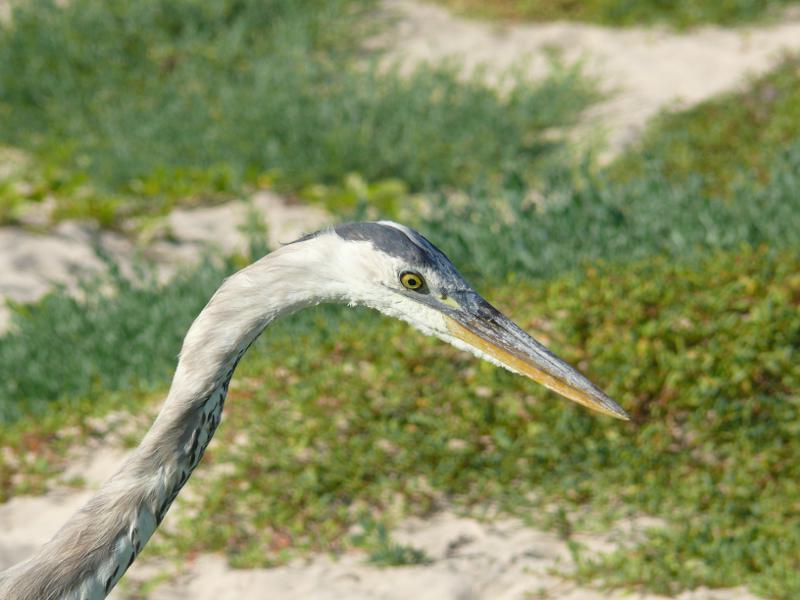 Reiher in Bahía Garrapatera 