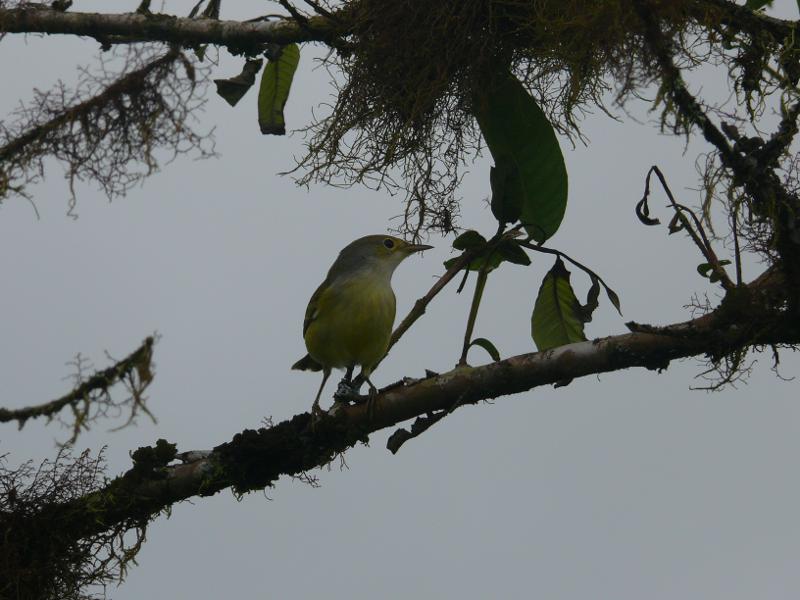 Yellow Warbler 