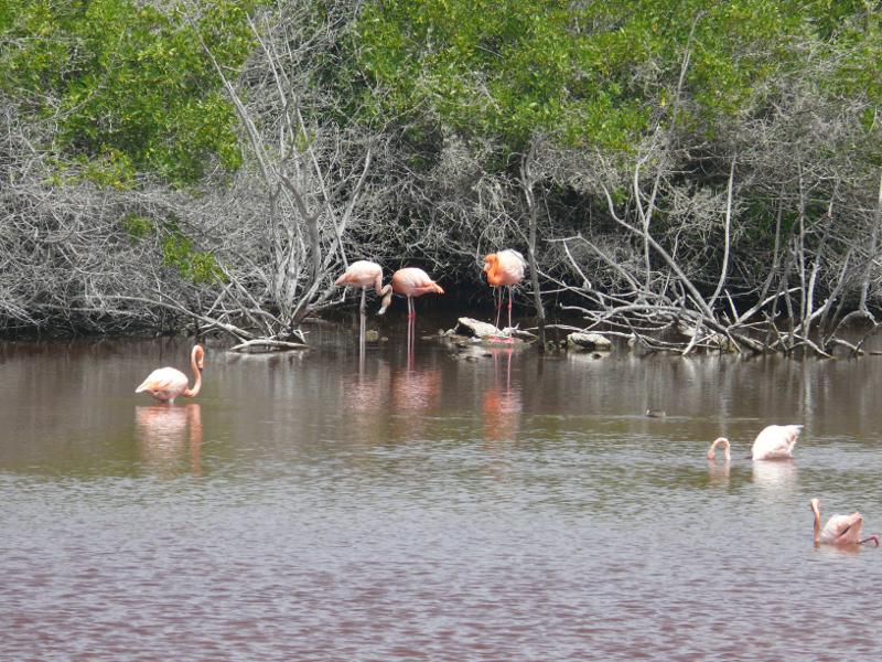 Flamingos, Puerto Villamil 