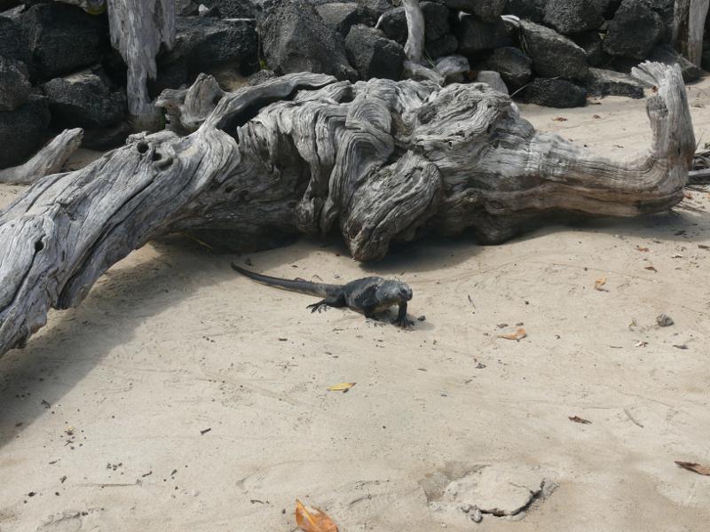 Noch ein Meeresiguana 