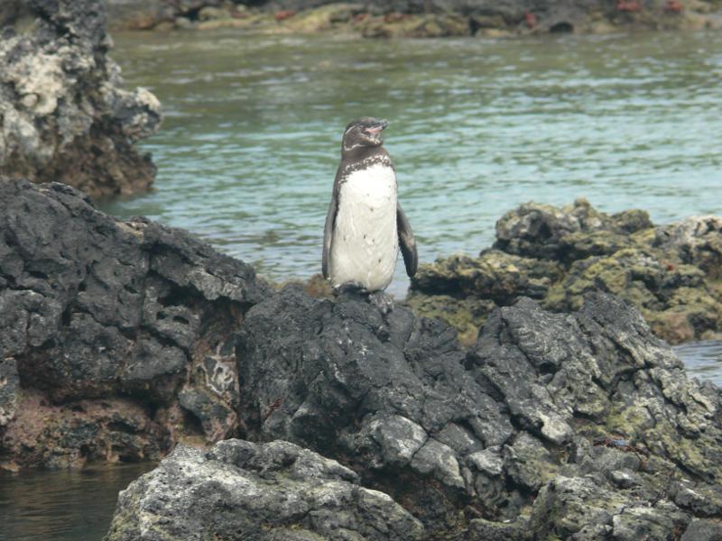 Schnüggeliger Pinguin,  Tintoreras 