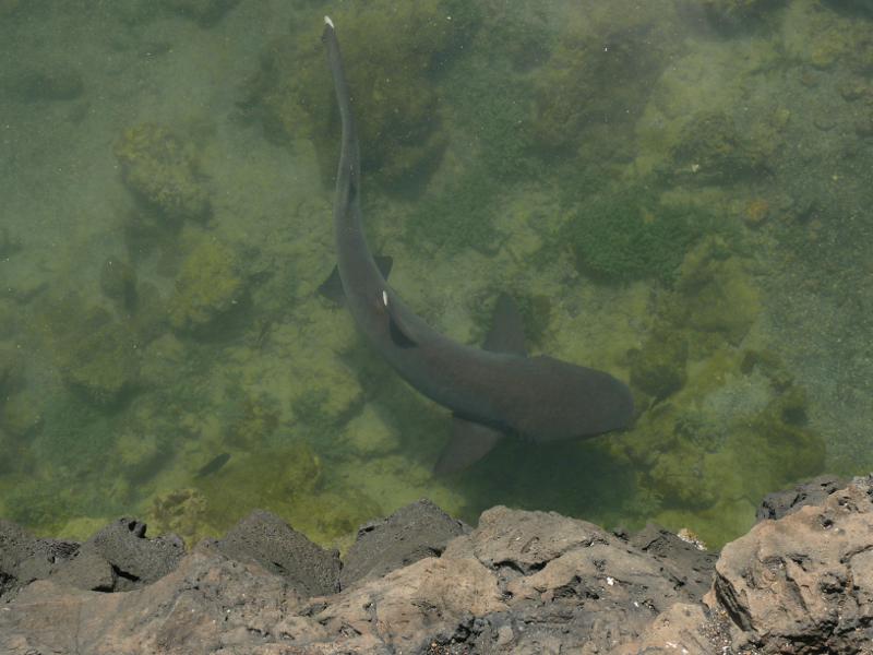 White Tip Shark, Tintoreras 