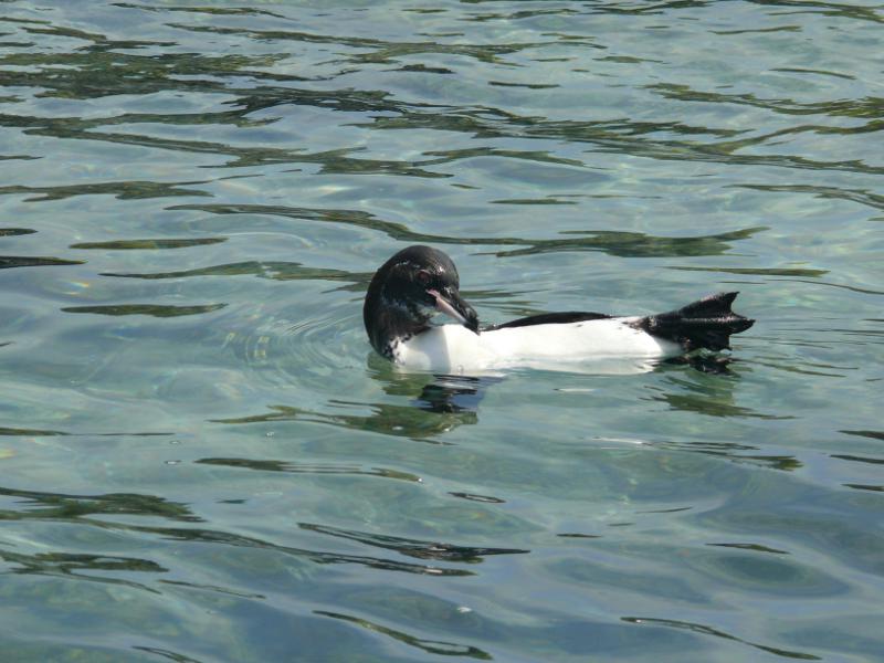 Entspannter Pinguin 