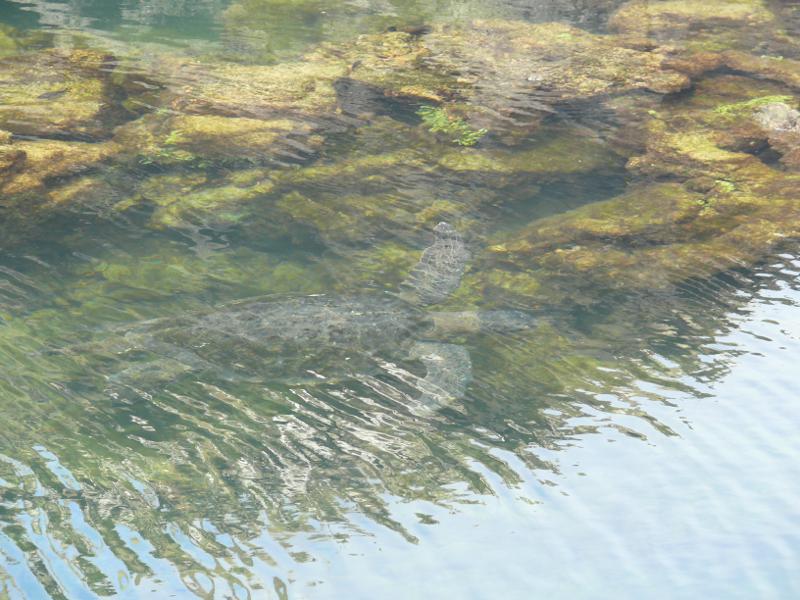 Wasserschildkröte, Los Tuneles 