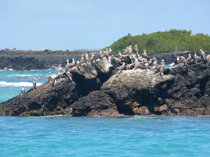 Blaufusstölpelkolonie – Galapagos ade 