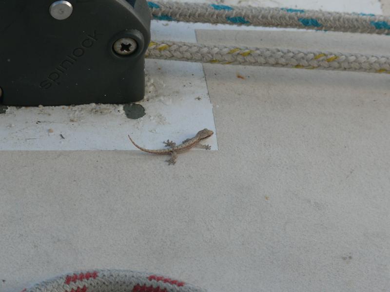 Kleiner Gecko kommt mit uns 