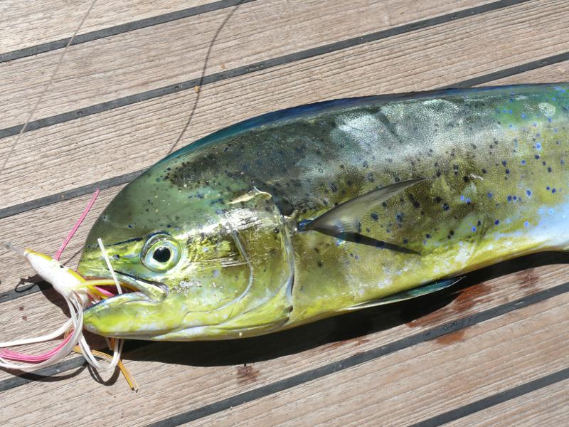 Feiner Mahi–Mahi 