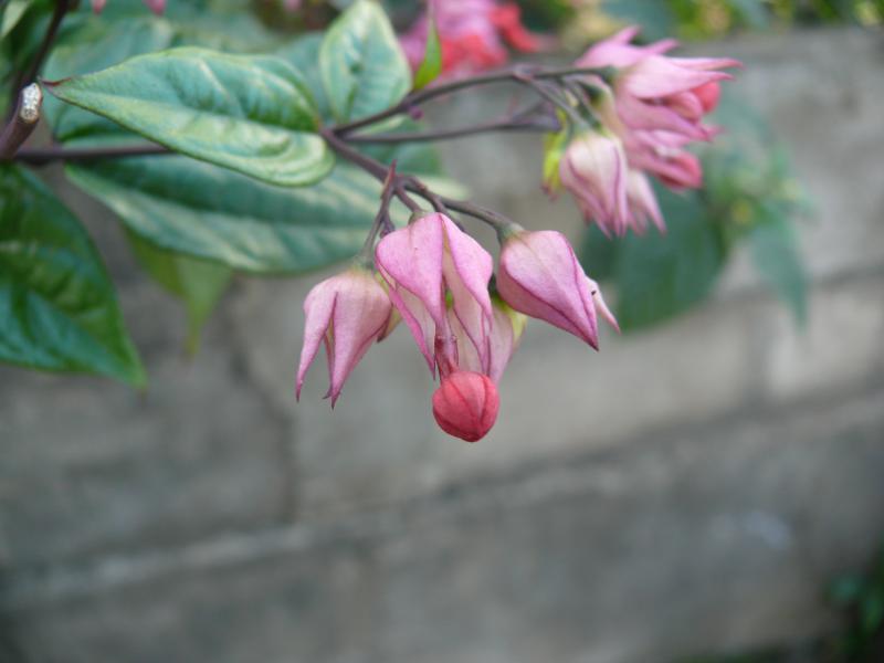 Blumen in Atuona, Hiva Oa 