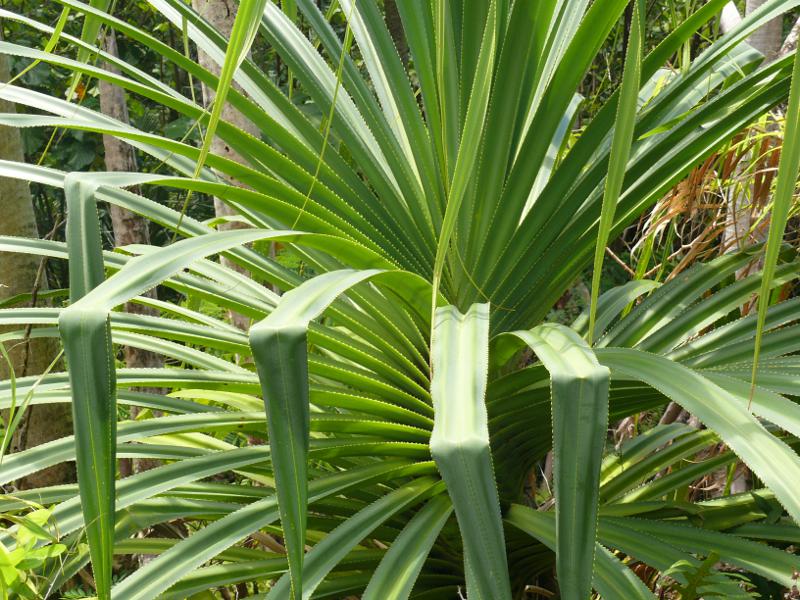 Wendeltreppenpalme 